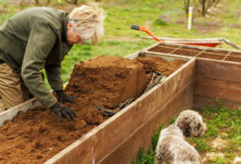 How to Get Rid of Ants in Raised Garden Beds