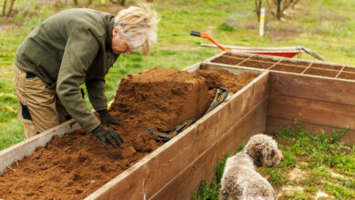How to Get Rid of Ants in Raised Garden Beds